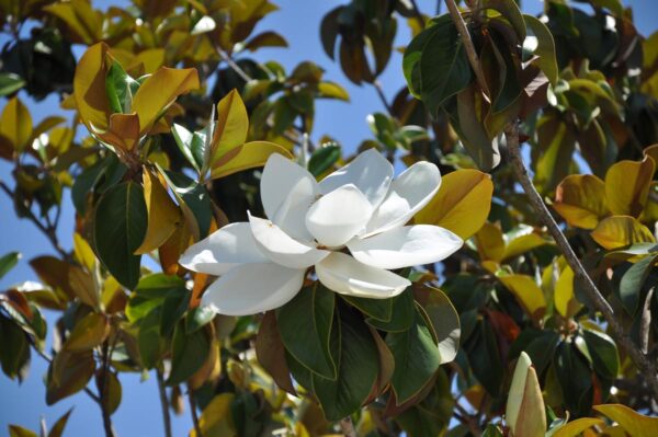 <i>Magnolia grandiflora</i> 'Main Street' - Image 3