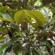 Magnolia grandiflora ‘Main Street’ (Evergreen Magnolia) foliage.