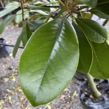 Magnolia grandiflora ‘Main Street’ (Evergreen Magnolia) leaf.