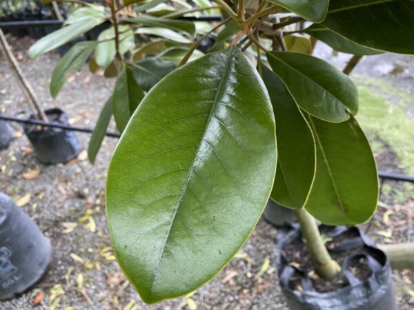 <i>Magnolia grandiflora</i> 'Main Street' - Image 5