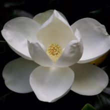 Magnolia grandiflora ’Russet’ (Evergreen Magnolia) flower.