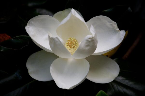 <i>Magnolia grandiflora</i> 'Russet' - Image 2