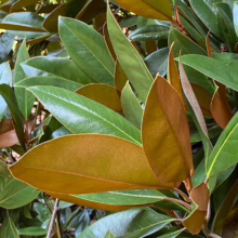 Magnolia grandiflora ’Russet’ (Evergreen Magnolia) back of leaves.