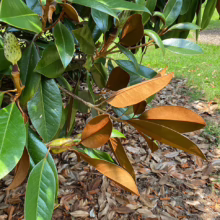 Magnolia grandiflora ’Russet’ (Evergreen Magnolia) foliage.
