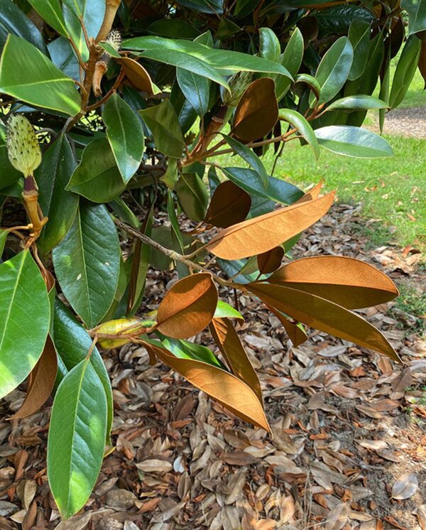 <i>Magnolia grandiflora</i> 'Russet' - Image 4