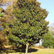 Magnolia grandiflora ’Russet’ (Evergreen Magnolia) in garden.