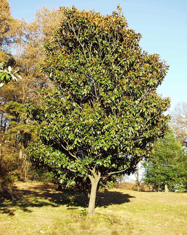 <i>Magnolia grandiflora</i> 'Russet' - Image 5