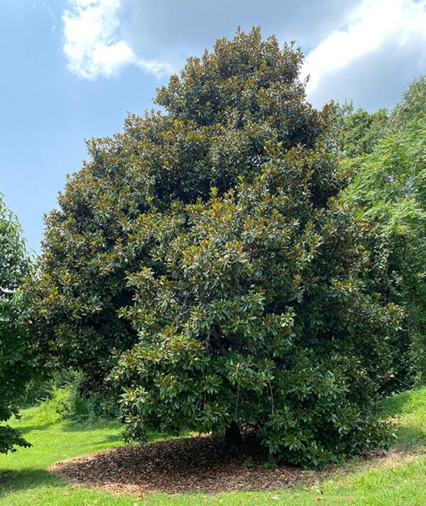 <i>Magnolia grandiflora</i> 'Russet'