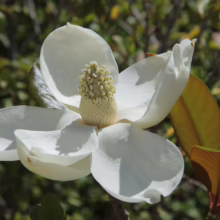Magnolia grandiflora 'Teddy Bear' (Evergreen Magnolia) flower.