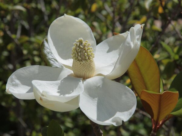 <i>Magnolia grandiflora</i> 'Teddy Bear' - Image 2