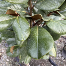 Magnolia grandiflora 'Teddy Bear' (Evergreen Magnolia) foliage.