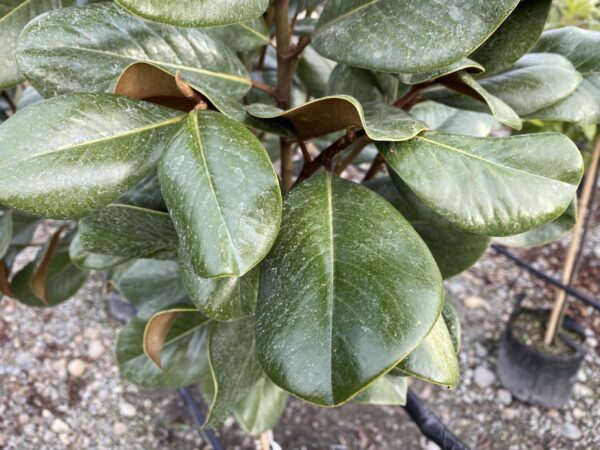 <i>Magnolia grandiflora</i> 'Teddy Bear' - Image 3