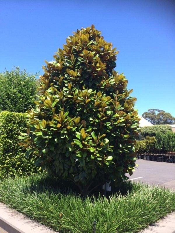 <i>Magnolia grandiflora</i> 'Teddy Bear' - Image 4