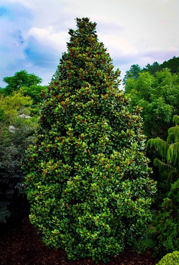 <i>Magnolia grandiflora</i> 'Teddy Bear' - Image 5