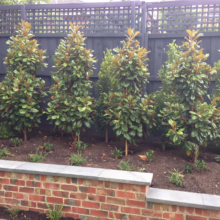 Magnolia grandiflora 'Teddy Bear' (Evergreen Magnolia) new screening.