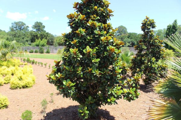 <i>Magnolia grandiflora</i> 'Teddy Bear'