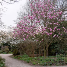 Magnolia 'Heaven Scent' (Magnolia) flowering near a path.