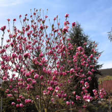 Magnolia 'Heaven Scent' (Magnolia) in spring.