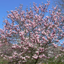Magnolia 'Heaven Scent' (Magnolia) flowering branches.