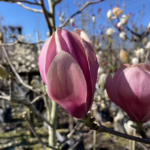 Magnolia 'Heaven Scent' (Magnolia) bud.