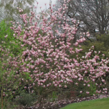 Magnolia 'Heaven Scent' (Magnolia) in a garden.