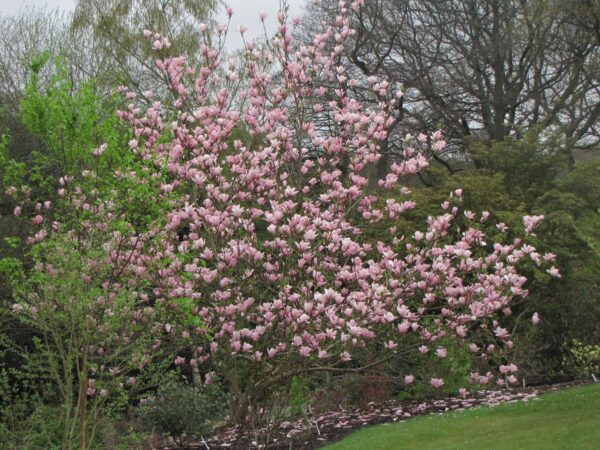 <i>Magnolia</i> 'Heaven Scent' - Image 6