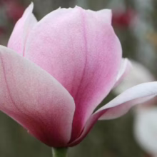 Magnolia 'Hollywell' (Magnolia) flower.