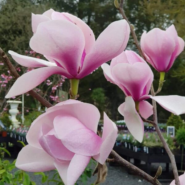 <i>Magnolia</i> 'Hollywell'