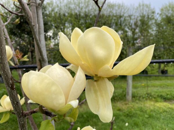 <i>Magnolia</i> 'Honey Tulip'