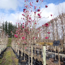 Magnolia 'Ian's Red' (Magnolia) trees at Leafland.