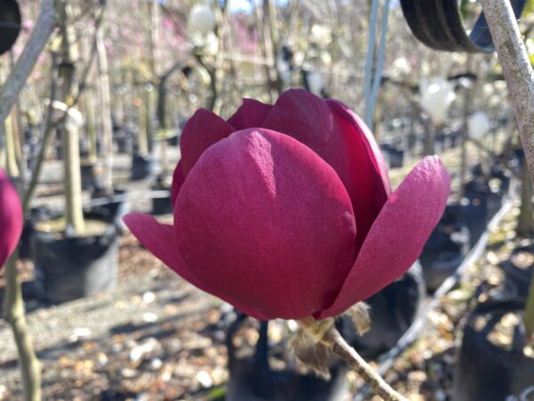 <i>Magnolia</i> 'Ian's Red'