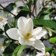 Michelia 'Inspiration' (Magnolia) Flower