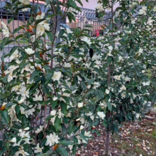 Michelia 'Inspiration' (Magnolia)