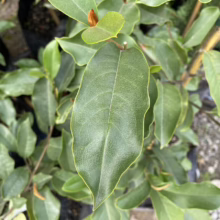 Michelia 'Inspiration' (Magnolia) Foliage