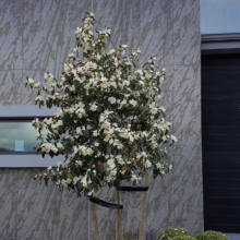 Michelia 'Inspiration' (Magnolia)