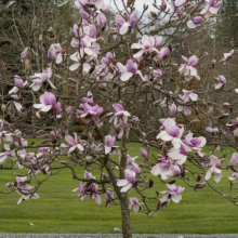 Magnolia 'Iolanthe' (Magnolia) flowering tree.