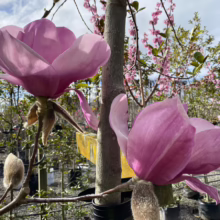 Magnolia 'Iolanthe' (Magnolia) flowers at Leafland.