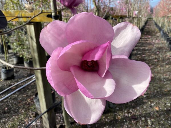 <i>Magnolia</i> 'Iolanthe'