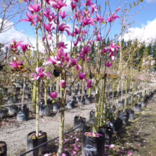 Magnolia 'J. C. Williams' (Magnolia) tree at Leafland.