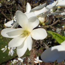 Magnolia kobus (Kobus Magnolia) flower.