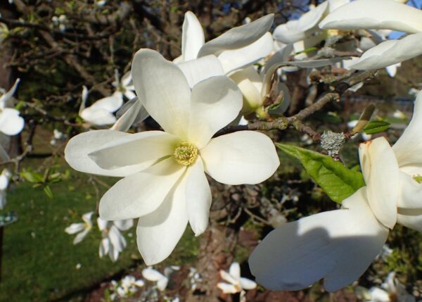 <i>Magnolia kobus</i> - Image 2