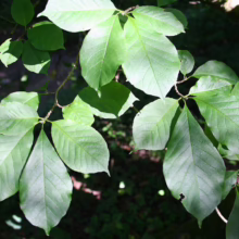 Magnolia kobus (Kobus Magnolia) foliage.