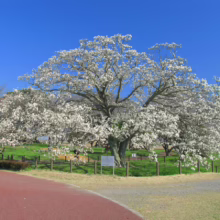 Magnolia kobus (Kobus Magnolia) spring form.