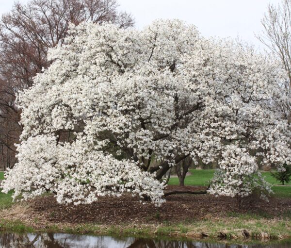 <i>Magnolia kobus</i>