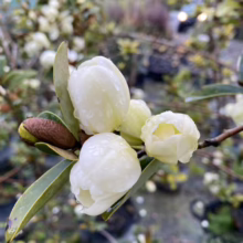 Close-up of creamy white Magnolia laevifolia flowers, covered in raindrops, blooming on a branch with green leaves and a brown seed pod. The background shows a blurred garden setting.