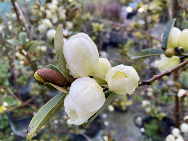 <i>Michelia yunnanensis</i> - Image 2