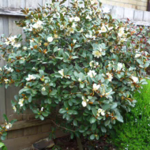 A compact magnolia shrub, possibly a 'Little Gem' variety, blooms with creamy white flowers against a backdrop of green foliage and a wooden fence. The small tree is thriving in a garden setting.