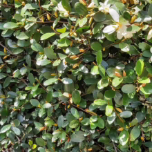 Lush green creeping fig (Ficus pumila) covers a wall, its small, rounded leaves creating a dense, textured surface. White pebbles line the base of the wall, adding a clean contrast.