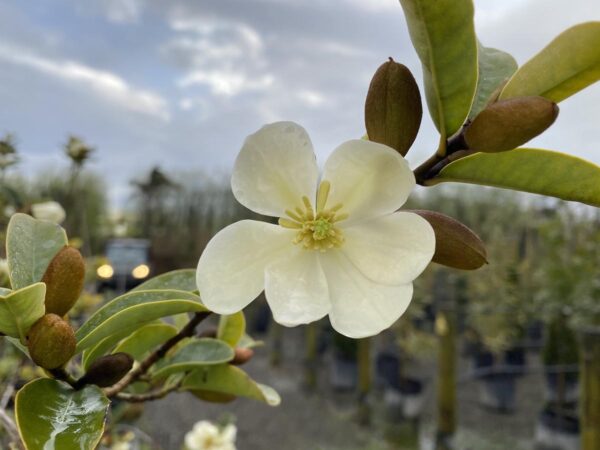 <i>Michelia yunnanensis</i>