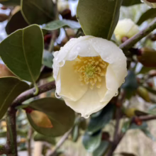 Michelia 'Gracipes' (Michelia) single flower.